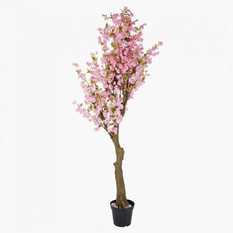 شجرة أزهار الكرز زهري